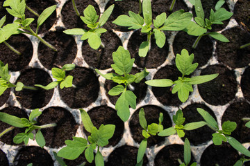 Tomato seedlings in the seeding tray.with morning Sunlight