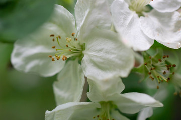 Obraz premium apple blossom, flower macro