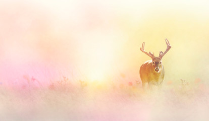 Male deer in tall yellow grass