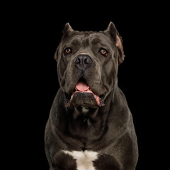 Portrait of Cane Corso Dog, Studio shot on Isolated black background