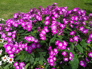 Beautiful Flower Bed