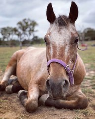 Horse lying down on the farm
