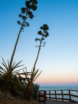 Planta de Pita al atardecer en la Senda Litoral de Mijas