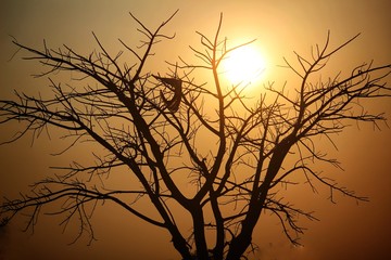 Beautiful tree in backlit photography during the evening in dramatic sky background