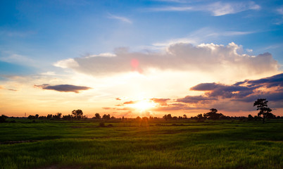 Naklejka na ściany i meble The sunset light on the green rice fields. The background is gold and blue sky.Warm light