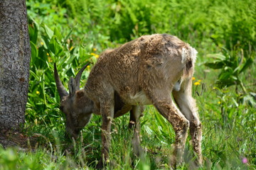 JEUNE BOUQUETIN MALE EN ALPAGES