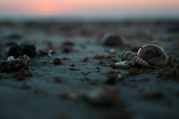 Seashells on the beach