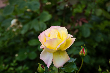 white tea rose on green background