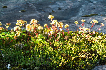 flowers in the grass