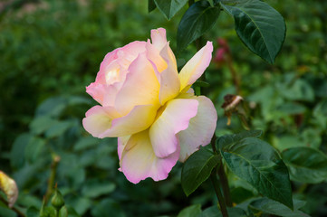 white tea rose on green background