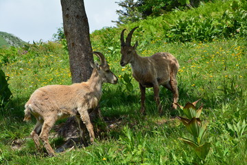 DEUX JEUNES BOUQUETINS MALES EN ALPAGES