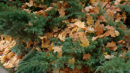 autumn leaves background
