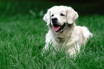 Golden retriever puppy on grass.