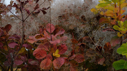 autumn leaves on the ground