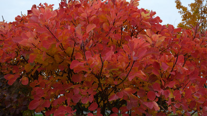red autumn leaves