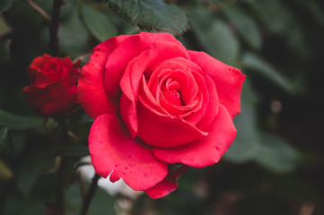 beautiful red roses in garden
