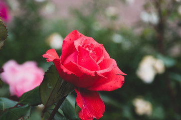 beautiful red roses in garden