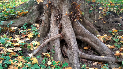 tree in autumn
