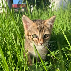 Naklejka na ściany i meble cute cat in the grass and flowers