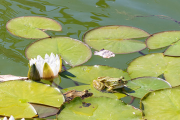 frogs enjoy the sun at a water lily leaf