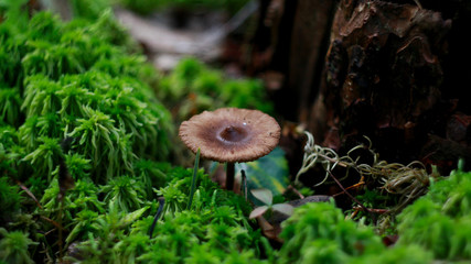 mushrooms on the grass