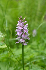 ORCHIDEE DES MARAIS VERS UBINE