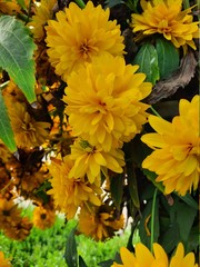 yellow chrysanthemum flowers