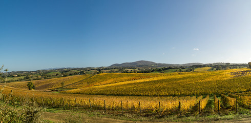 Naklejka premium Italy Grosseto maremma Scansano, cultivation of Morellino di Scansano vine, autumn colors.