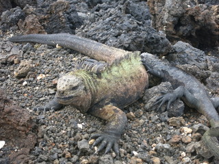 Iguana