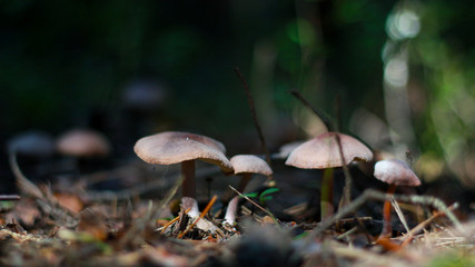 mushrooms in the forest