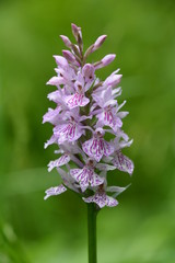 ORCHIDEE DES MARAIS VERS UBINE