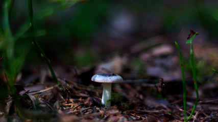 mushroom in the grass