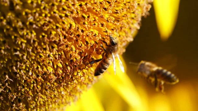 Two honey bees covered with pollen collecting nectar and pollen from yellow sunflower. Macro footage of bee covered with pollen. 