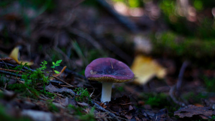 mushrooms in the forest