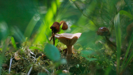 wild mushrooms in the forest