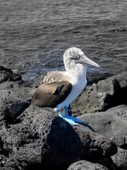 Blue footed Booby