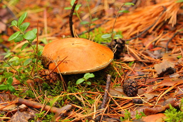 the cap boletus peeps out of the ground