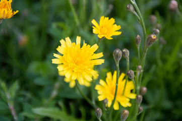 close up of garden daisy flowers