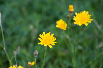 close up of garden daisy flowers