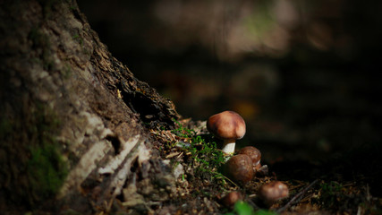 mushrooms in the forest