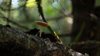 mushroom in the forest