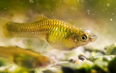 Female guppy endler in freshwater aquarium. Poecilia reticulata.