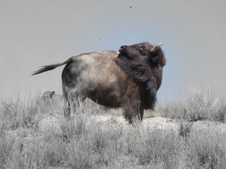 Bison