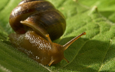 Macro shot of common snail on the leaf. Helix pomatia.