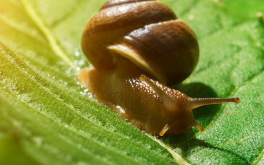 Macro shot of common snail on the leaf. Helix pomatia.