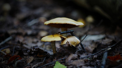 mushroom in the forest