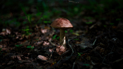 mushroom in the forest