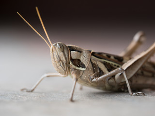 Grashopper