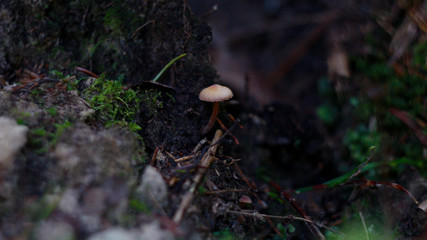 mushroom in the forest