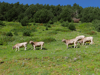 herd of brown cows in a Pyrenees Alpine meadow and with beautiful mountains landscape with pasture

